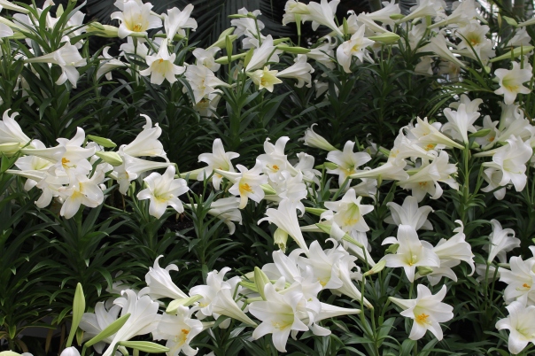 Easter Lilies everywhere!