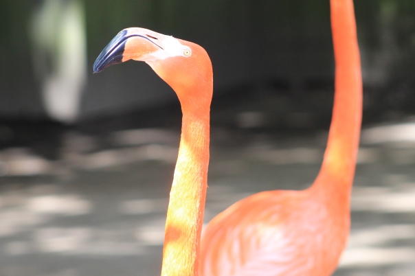 Lovely flamingo.  They were very vocal.