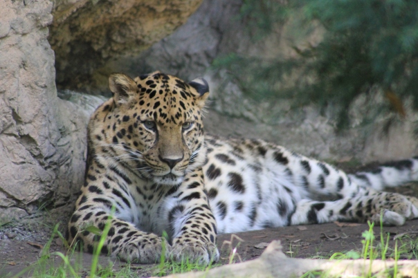The leopard was asleep until he heard my camera noise.